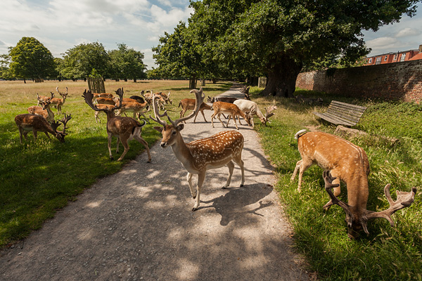 London LOOP - Tudor Prisăcariu
